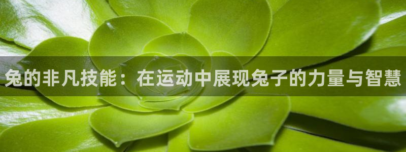 中欧体育官网入口：兔的非凡技能：在运动中展现兔子的力量与智慧